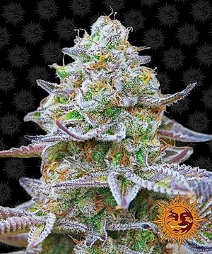 Barneys Farm - Gorilla Zkittlez Barneys Farm - Gorilla Zkittlez