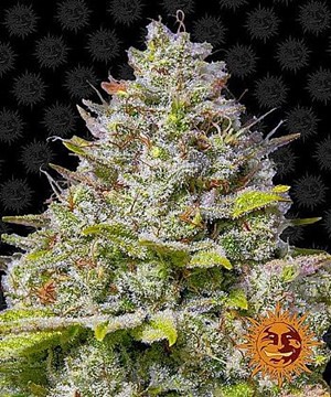 Barneys Farm - Blue Gelato 41 Barneys Farm - Blue Gelato 41