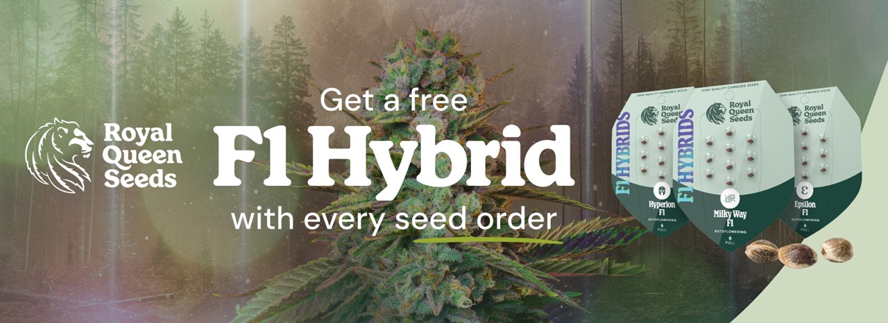 Royal Queen Seeds F1 Offer - Προσφορά Σπόροι Κάνναβης Royal Queen Seeds F1 Offer - Προσφορά Σπόροι Κάνναβης